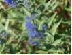 Caryopteris Heavenly Blue