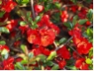 Chaenomeles Elly Mossel - Scheinquitte
