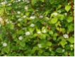 Cornus alba 'Sibirica' - Rotholziger Hartriegel