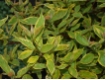 Cornus alba 'Sp�thii' - Gelbbunter Hartriegel