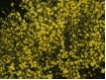 Cytisus praecox Allgold - Elfenbeinginster