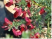 Cytisus scoparius 'Burkwoodii' - Edelginster