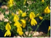 Cytisus scoparius Luna - Gelber Edelginster