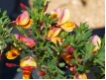 Cytisus scoparius 'Erlk�nig' - Bunter Edelginster