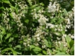 Deutzia gracillis - Maiblumenstrauch