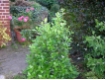 Viburnum tinus - Lorbeer Schneeball