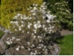 Magnolia stellata - Sternmagnolie