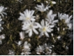 Magnolia stellata