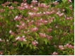 Kolkwitzia amabilis