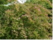 Kolkwitzia amabilis