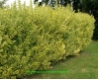 Ligustrum ovalifolium 'Aureum' - Goldliguster