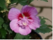 Hibiscus syriacus 'Russian Violett' (R) - Garten-Eibisch