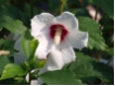 Hibiscus syriacus 'Red Heart' - Garten-Eibisch