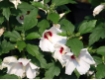 Hibiscus syriacus 'Red Heart'