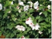Hibiscus syriacus 'Red Heart'