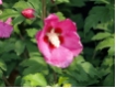 Hibiscus syriacus 'Woodbridge' - Garten-Eibisch