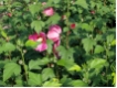 Hibiscus syriacus 'Woodbridge'