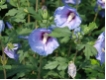 Hibiscus syriacus 'Blue Bird' - Garten- Eibisch