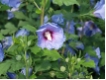 Hibiscus syriacus 'Blue Bird'