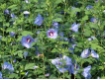 Hibiscus syriacus 'Blue Bird'