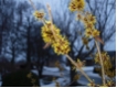 Hamamelis intermedia Westerstede - Zaubernuss 'Westerstede'