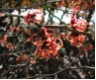 Hamamelis intermedia Diane - Zaubernuss