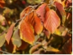 Hamamelis intermedia Diane