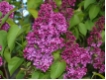 Syringa vulgare 'Andenken an Ludwig Sp�th'