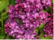 Syringa vulgare 'Andenken an Ludwig Sp�th'