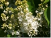 Syringa vulgaris 'Mme. Lemoine' - Edelflieder wei�
