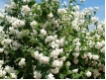 Philadelphus Schneesturm