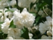 Philadelphus Schneesturm