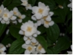 Philadelphus coronarius - Bauernjasmin
