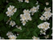 Philadelphus coronarius