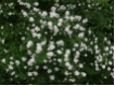 Philadelphus coronarius