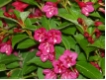 Weigela Bristol Ruby - Weigelie Rot
