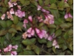 Weigela florida Purpurea - Weigelie