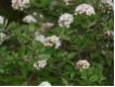 Viburnum burkwoodii - Wintergr�ner Duftschneeball