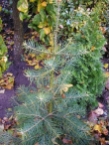 Abies concolor