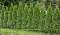 Thuja occidentalis Smaragd