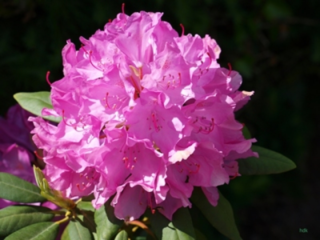 Rhododendron Roseum Elegans rosa Rhododendron Roseum Elegans