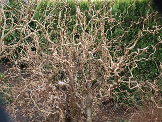 Corylus avellana 'Contorta', Korkenzieherhasel Corylus avellana