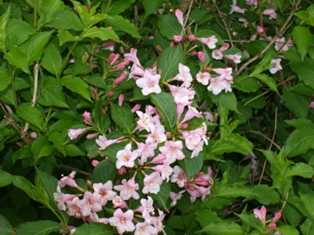 Weigela florida Rosablühende Weigelie Weigela florida Weigelie florida