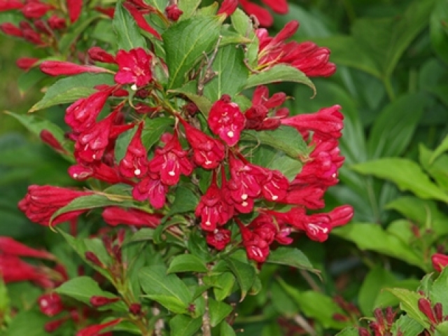 Weigela Red Prince Weigelie Red Prince Weigela Red Prince Weigelie