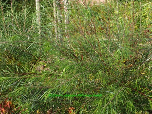 Salix rosmarinifolia Rosmarinweide Salix rosmarinifolia Rosmarinweide