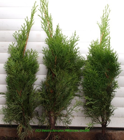 Thuja Occidentalis Smaragd Dunkelgruner Lebensbaum Heckenpflanzen Gunstig Online Kaufen Aus Der Baumschule Thuja Occidentalis Smaragd Heckenpflanze Dunkelgruner Lebensbaum
