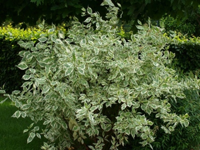 Cornus alba Elegantissima Weissbunter Hartriegel Cornus alba