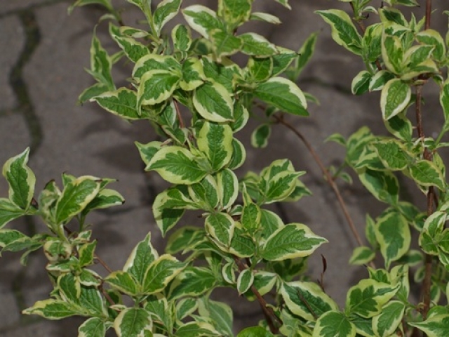 Weigela florida Nana Variegata Buntlaubige Weigelie Weigela florida