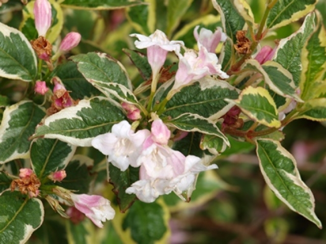 Weigela florida Nana Variegata Buntlaubige Weigelie Weigela florida