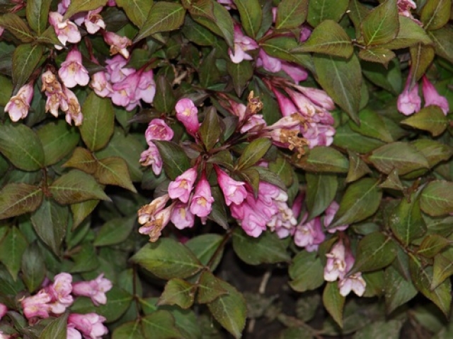 Weigela florida Purpurea Rosa Weigelie Weigela florida Purpurea